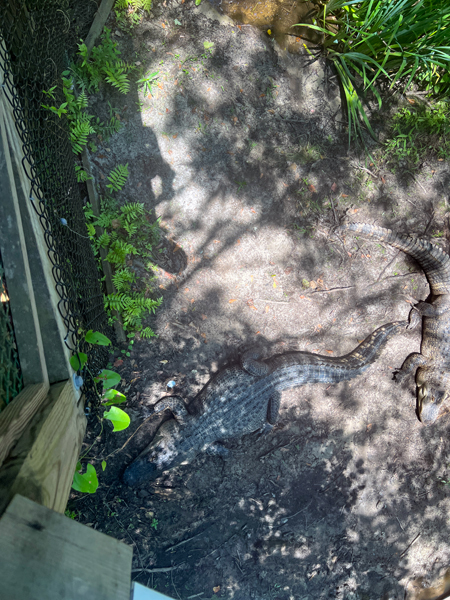 alligator
