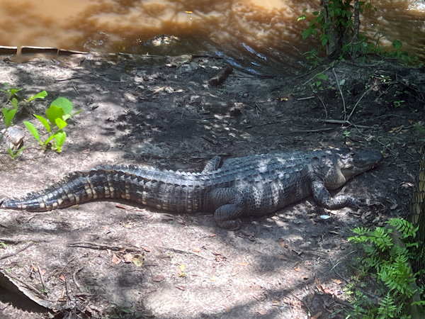alligator