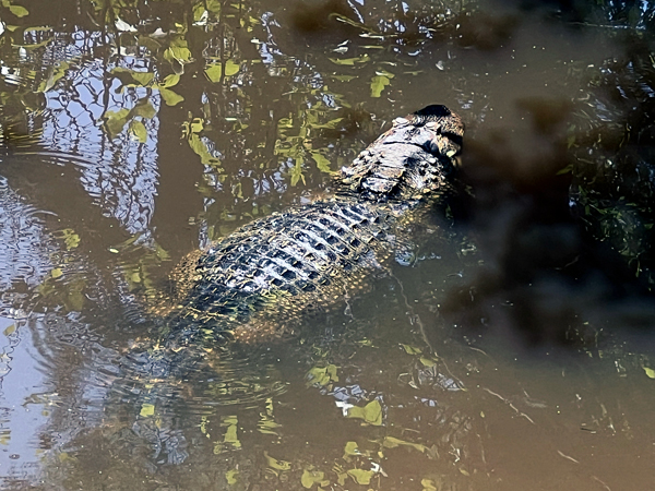 alligator
