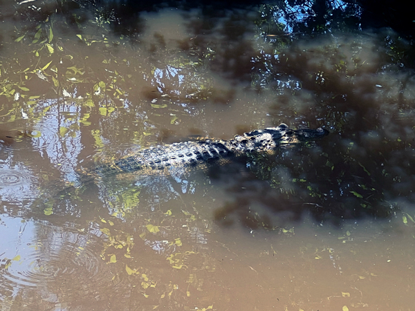 alligator