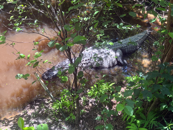 alligator
