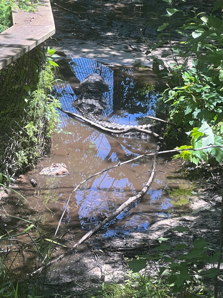 alligator