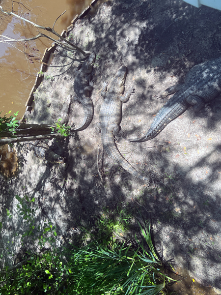 three alligators