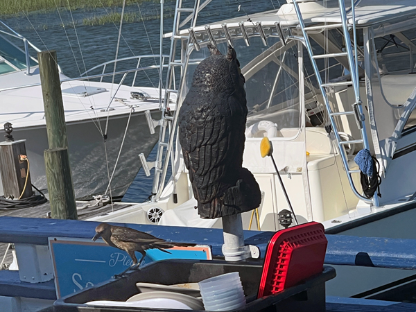 bird in the dishes