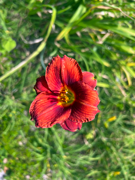 flower