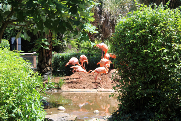 American Flamingos