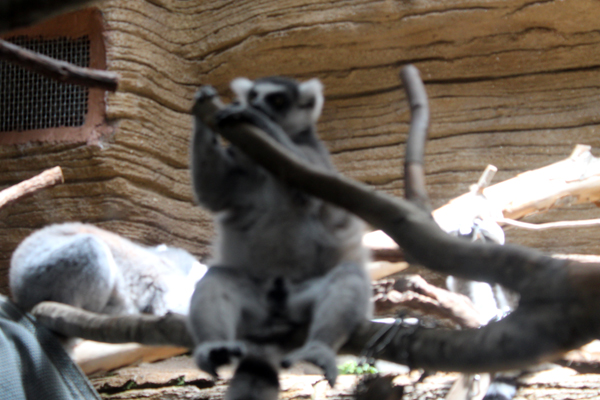 Ring-Tailed Lemur