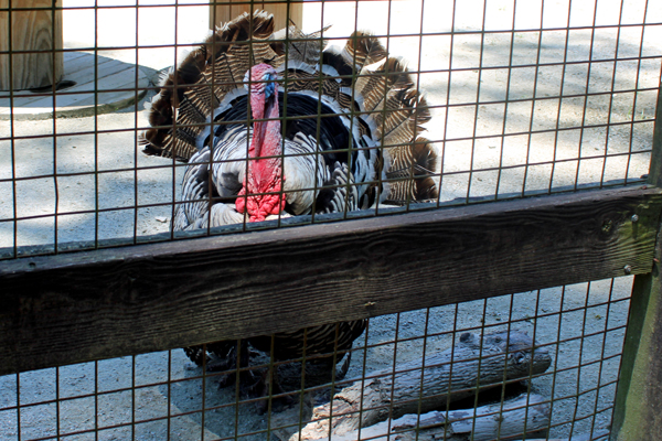 turkey