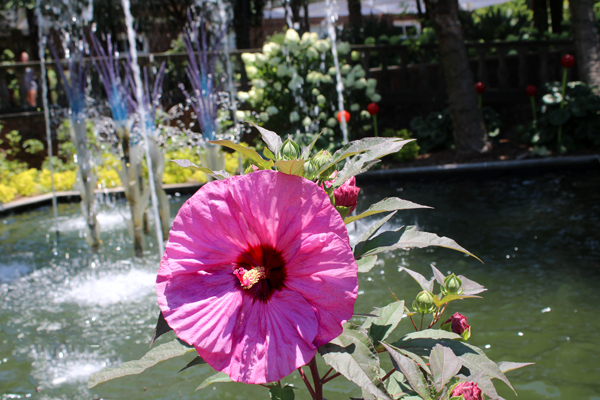 Hibiscus