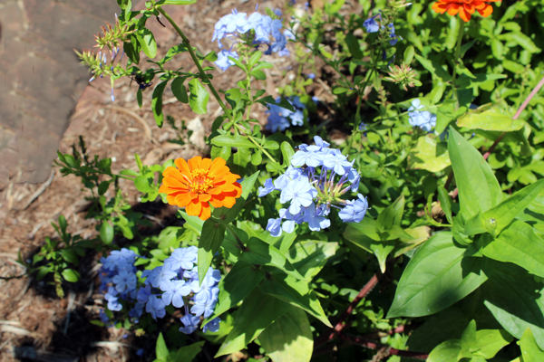 flowers