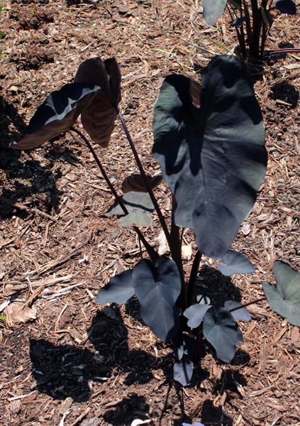 black leaves