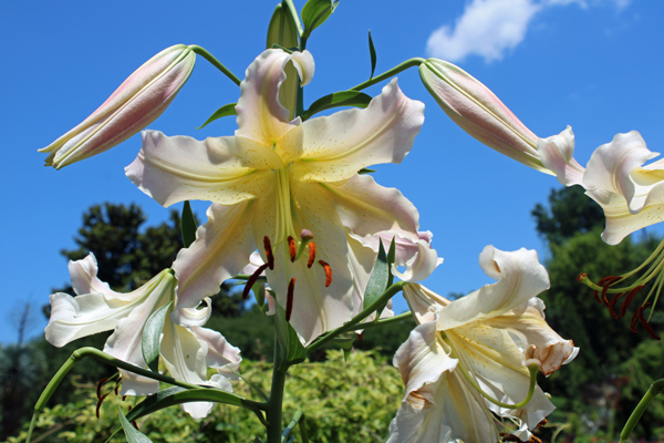flowers