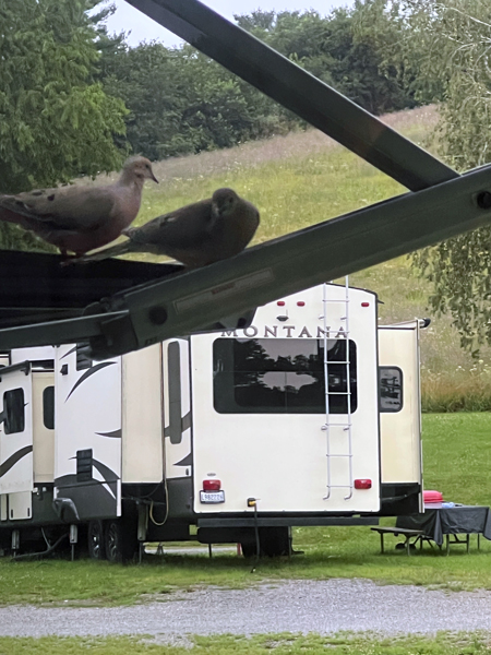 birds on the RV awning