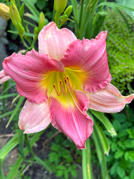 flower at Log House 1776 Restaurant Garden
