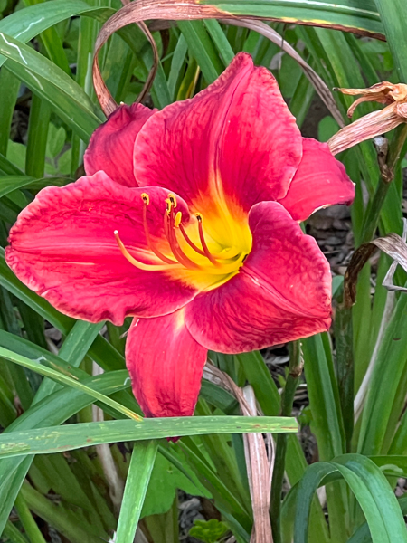 flower at Log House 1776 Restaurant Garden
