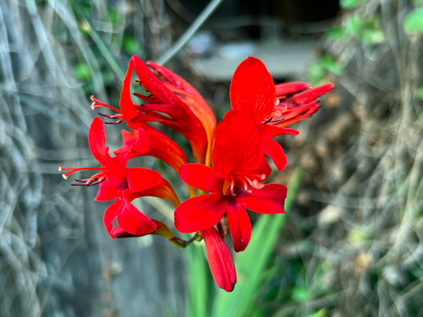 Lflower at Log House 1776 Restaurant Garden