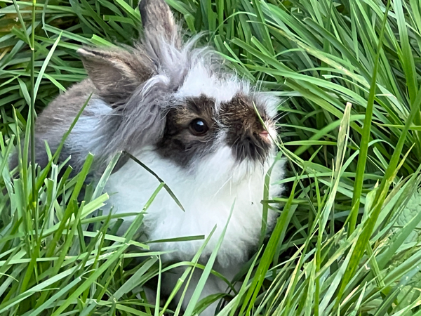 rabbit at Log House 1776 Restaurant 