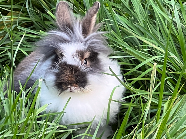 rabbit at Log House 1776 Restaurant