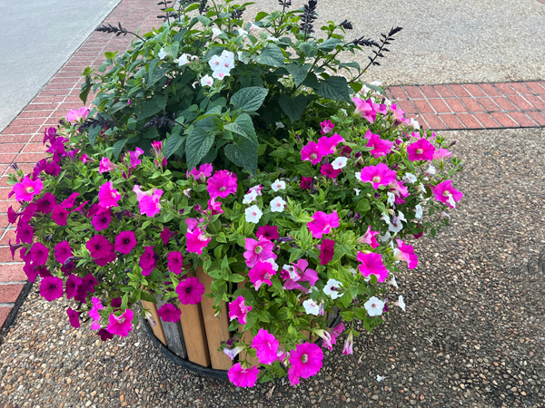 flowers