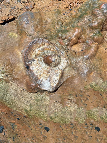 egg  fossil