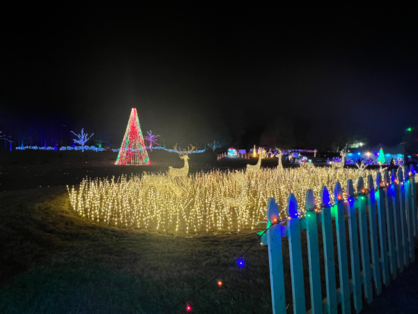 deer and a Christmas tree