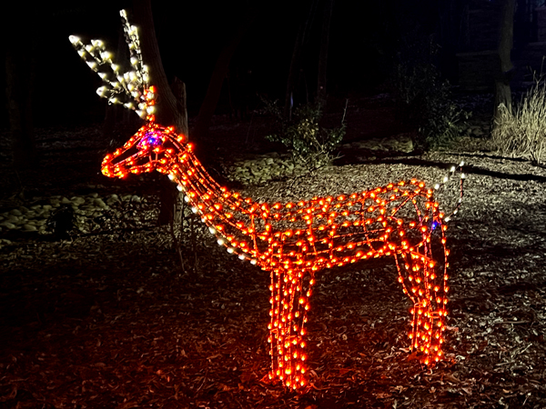 reindeer
