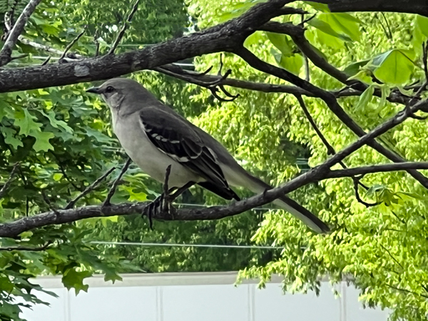 bird in a tree