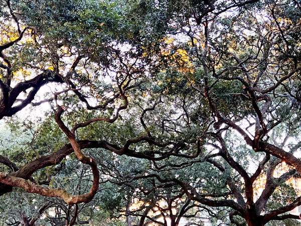unique shaped trees in White Point Garden Park