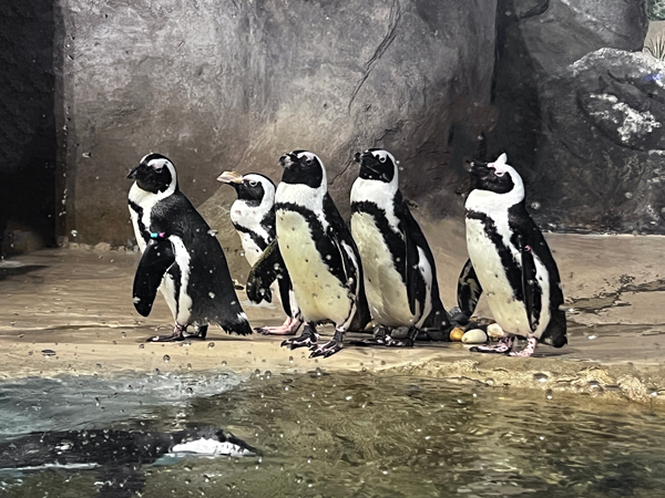 African Penguins