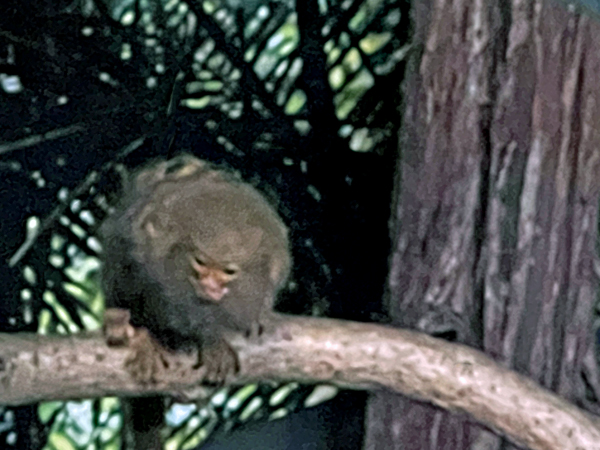 Py;gmy marmoset monkey