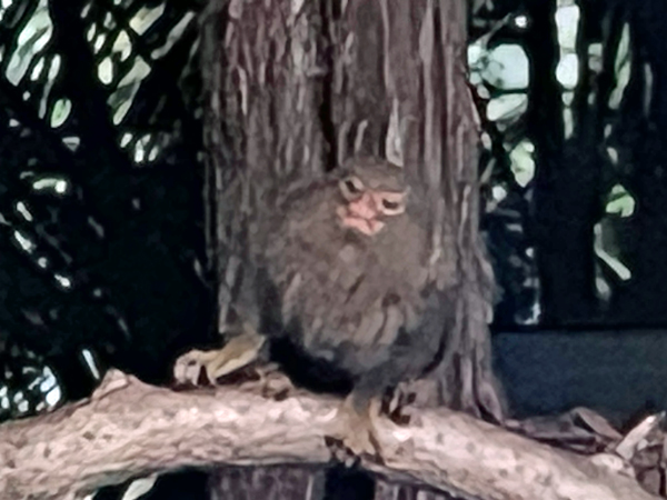 Py;gmy marmoset monkey