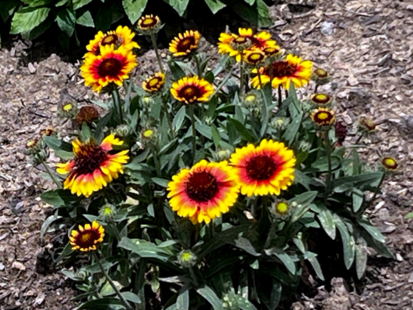 flowers