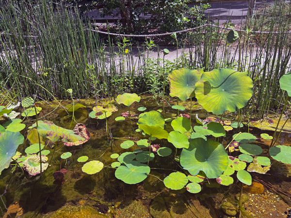 pond