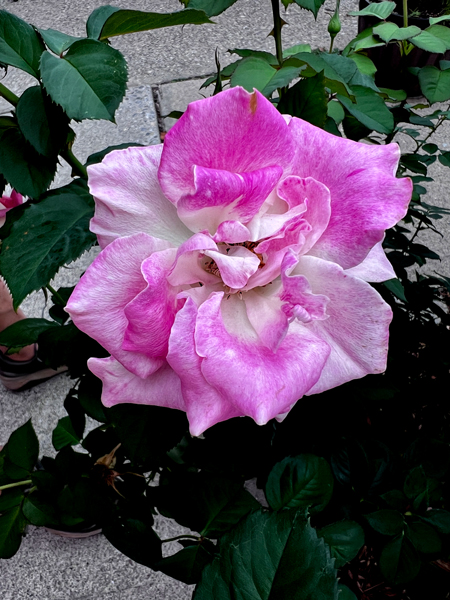 flower in Ho-Ho-Kus NJ