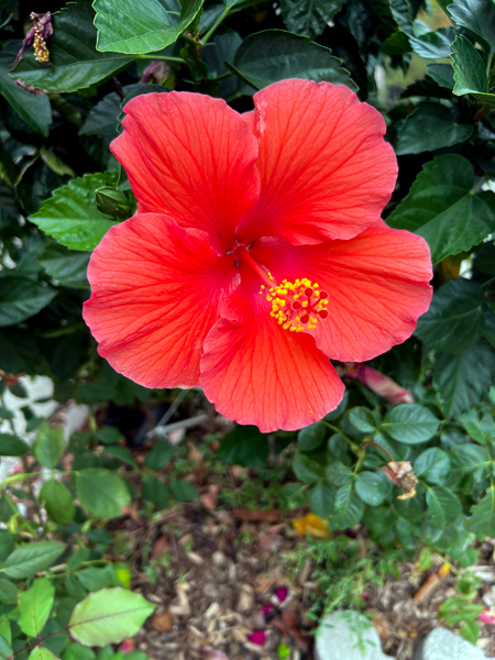 flower in Ho-Ho-Kus NJ