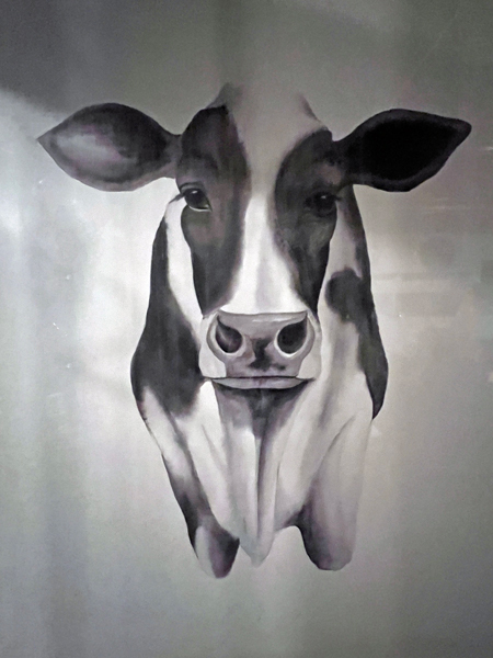 cow photo