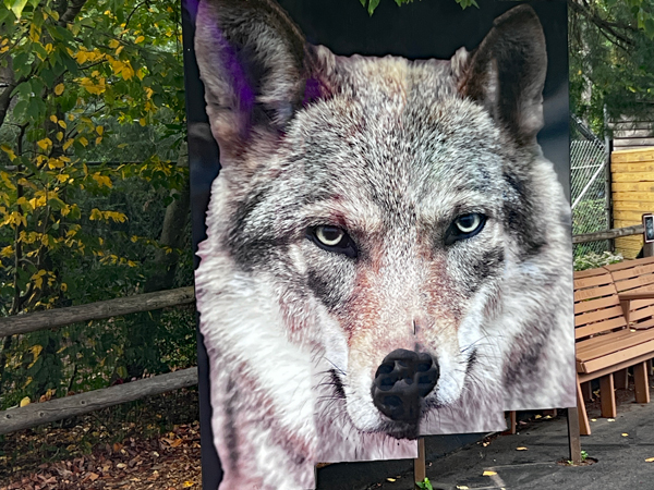 wooden wolf