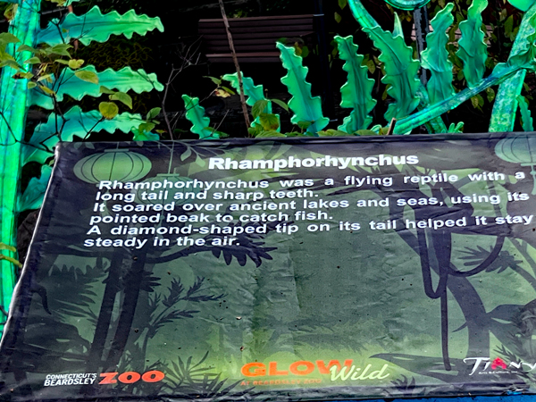 sign abou Rhamphorthynchus repiles