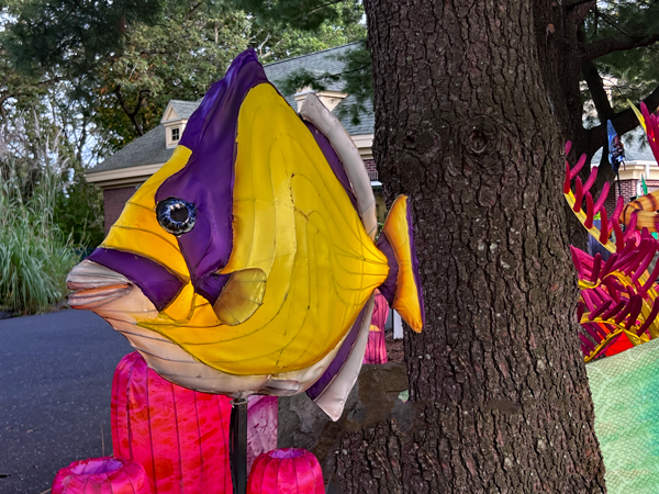 colorful fish