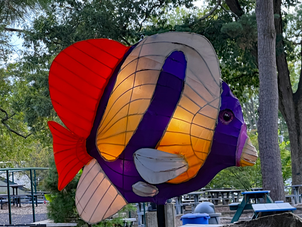 colorful fish