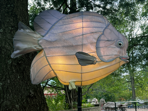 colorful fish
