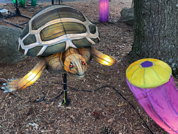 turtle