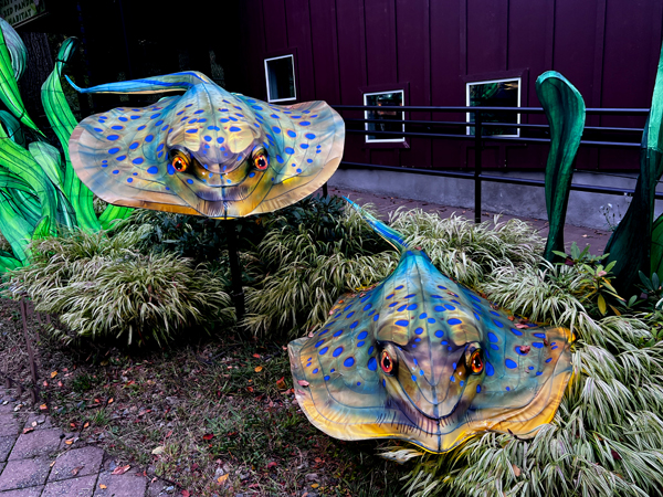 two Stingrays