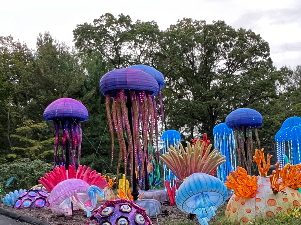 Coral and Jellyfish