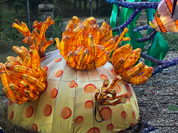 coral