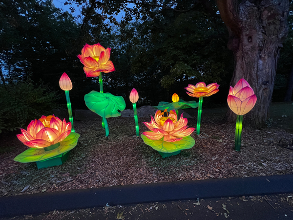 flowers at night