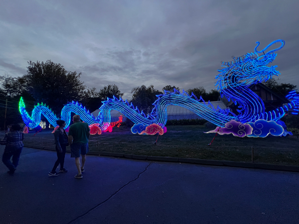 Light Sculpture Dragon  at night time