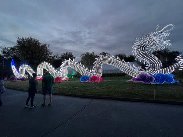 Light Sculpture Dragon  at night time