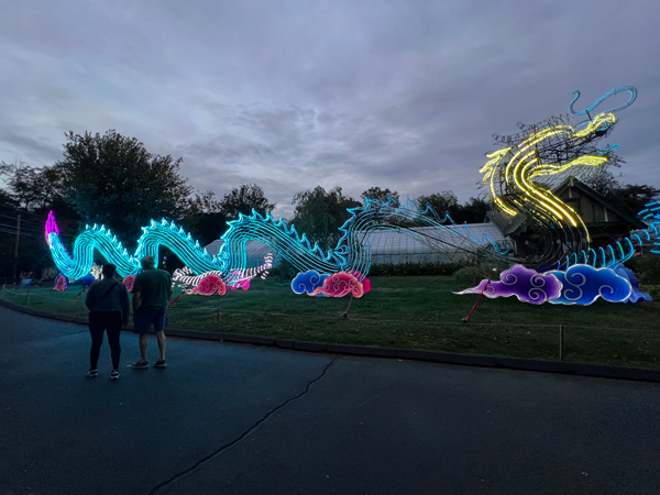 Light Sculpture Dragon  at night time