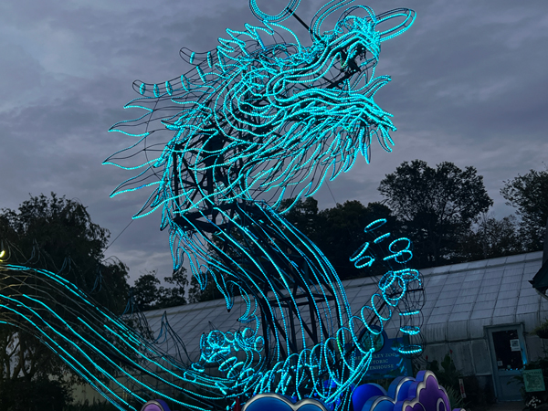 Light Sculpture Dragon  at night time